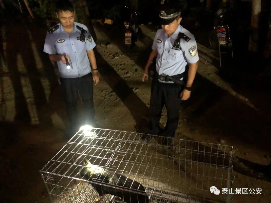 养犬行为|景区：整治“不文明养犬”景区分局一直在行动