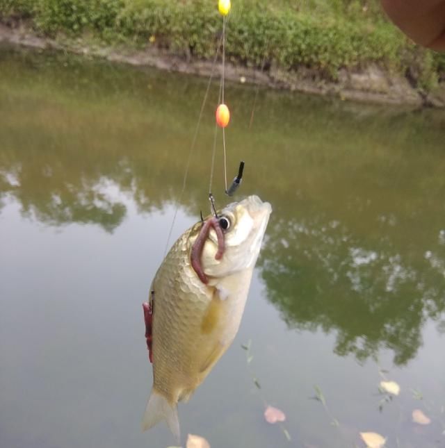  脱钩跑鱼|野钓时连续跑鱼，有哪些原因，浅谈一下个人见解