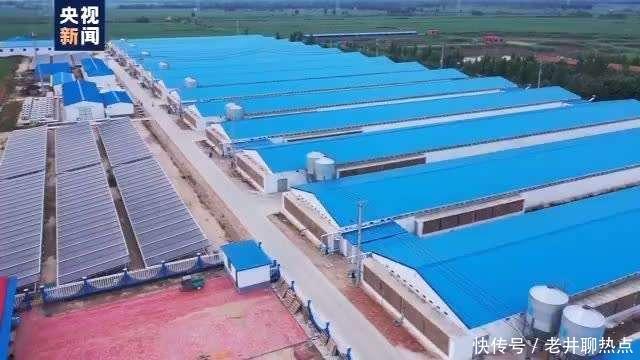 上半年|全国“菜篮子”产品供应总量充足 上半年生猪生产好于预期