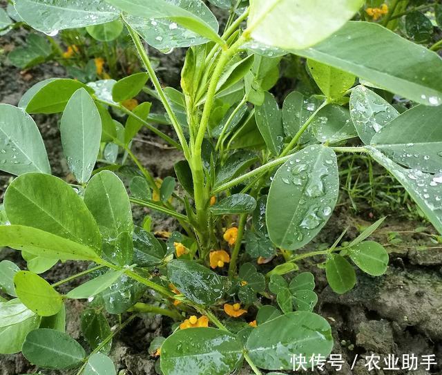花生高产|花生控旺能增产,单用磷酸二氢钾就够了吗?硼钼搭配增产有保障
