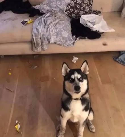  机场|网友把二哈留家里到机场接女友，然而回来后...差点就分手了！