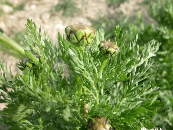  从不|菜农从不外说的15个挑菜技巧，买菜再也不怕被坑了