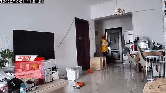 假期|神操作！男子假期出游，雇“跑腿小哥”到家里遛狗…