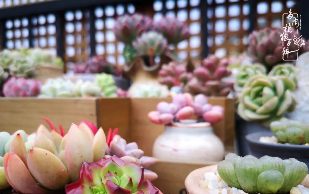  萌化|当粉粉的多肉捧在手心，我体验到了什么叫“萌化了心”