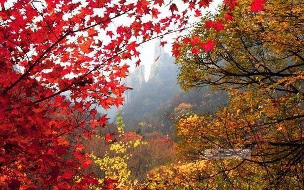 空中画廊|万山红遍!河北12个绝美秋景,邯郸的是这里!