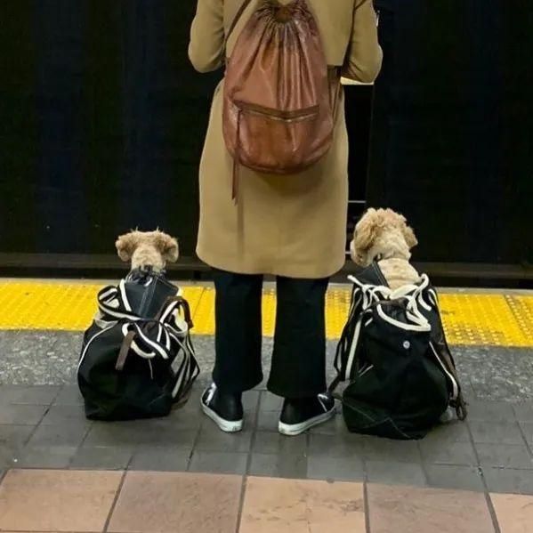  乘坐|美国人怎么喜欢带着宠物猫狗乘坐地铁？爱猫狗人士慎点