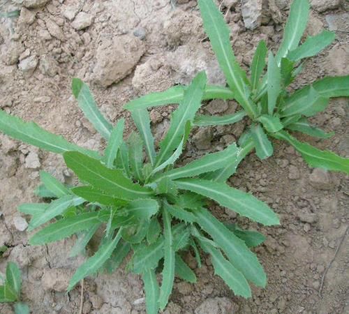 如今|路边随处可见的中草药,看看你认识吗?如今是餐桌上的美味