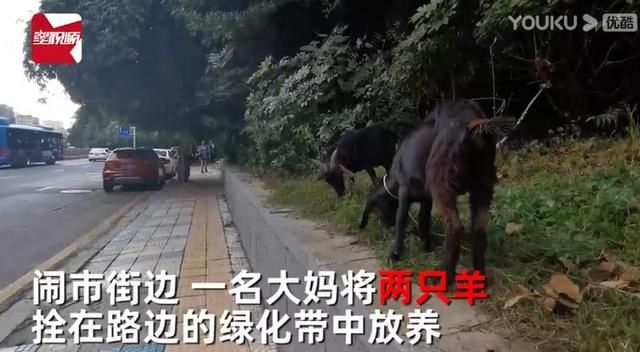 绿化带|大妈闹市放羊啃食绿化带,路人提醒反被驳“反正草都要被割”