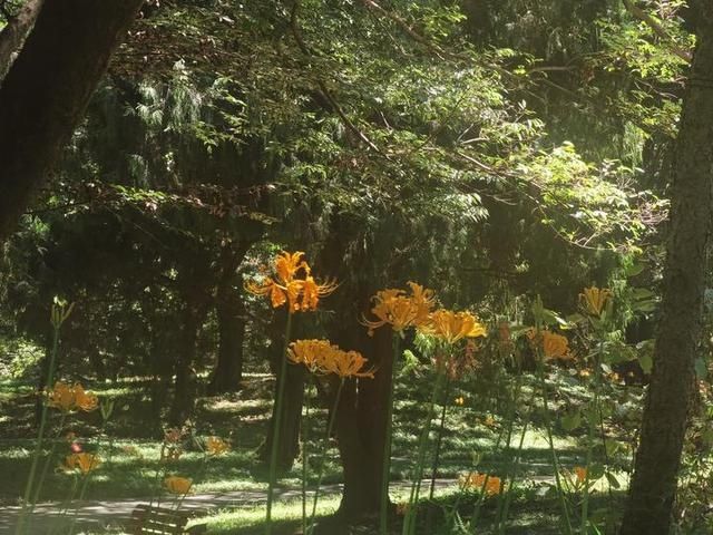  同步|美成梦中幻境！杭州这种花进入盛花期，2020植物园石蒜花展同步开启