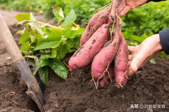  红薯|三伏天，多吃这种“地下美食”，低脂又通便，关键还特别好吃