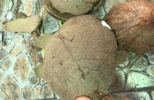  椰子|它是“维C之王”，皮肤黑要多吃，抑制黑色素生成，扔了太可惜