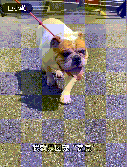  集体|狗狗集体探望消防员，反被【强制仰卧起坐】锻炼，网友笑喷