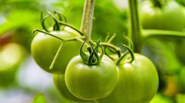  番茄|日光温室番茄栽培技术，及主要病虫害防治方法，菜农学到就是赚到