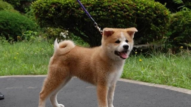 体现|咬人犬未必全是恶犬,但随意伤人就是恶犬,犬的行为体现主人素养