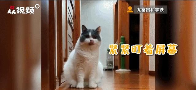 电话|这只猫通宵等主人电话,只为在摄像头里见一面,无数网友泪崩…