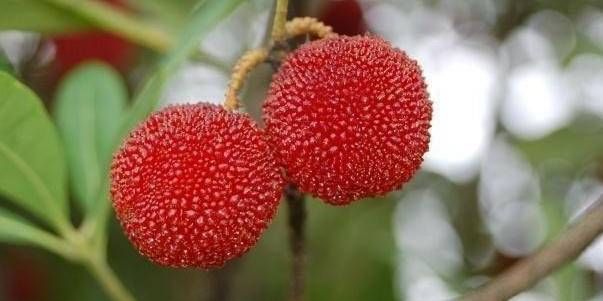  虫子|4种“脏”水果，用盐水洗3遍，还有虫子钻出来！你吃过几种呢？