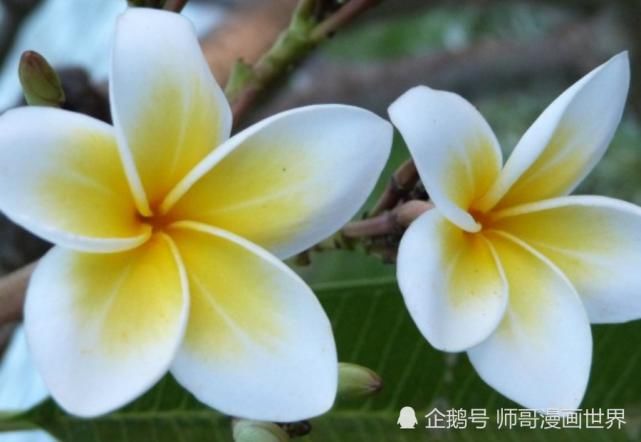  运势|八月开始：运势急上，洪福齐天，成功逆袭的生肖