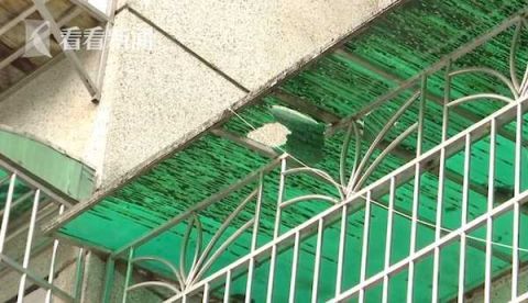  活物|雨棚被砸出大窟窿!一看视频业主怒了:是个＂活物＂