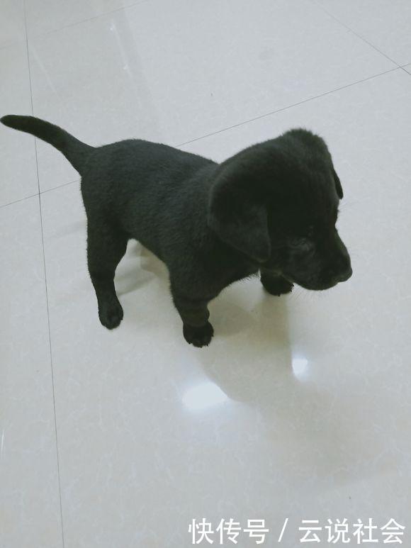 觅食|流浪狗在街上到处觅食,女孩带去宠物店后,老板:这狗卖我吧