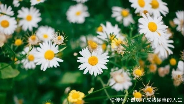 声音|毛姆:所谓理想,就是坚持自我的纯粹,倾听内心的声音