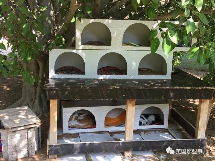  沙漠|霓虹妹子嫁到阿联酋，在5万平米的沙漠＂后院＂里养猫养骆驼?!