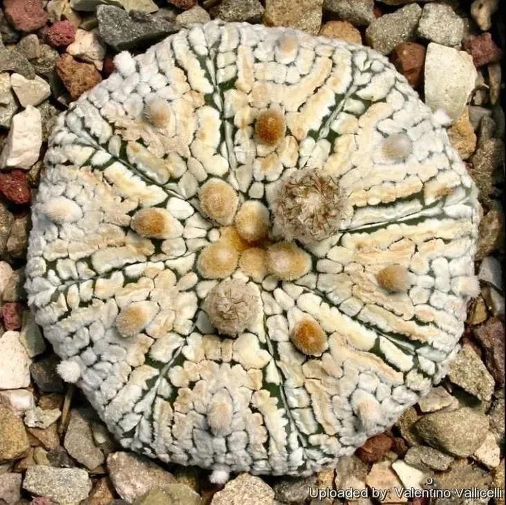  人养|每个人养肉人都应该学会鉴赏“兜”