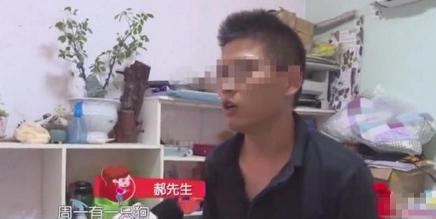  当事人|男子用网约车运狗，被弄丢后车主只赔400，当事人：那是4千块的拉布拉多