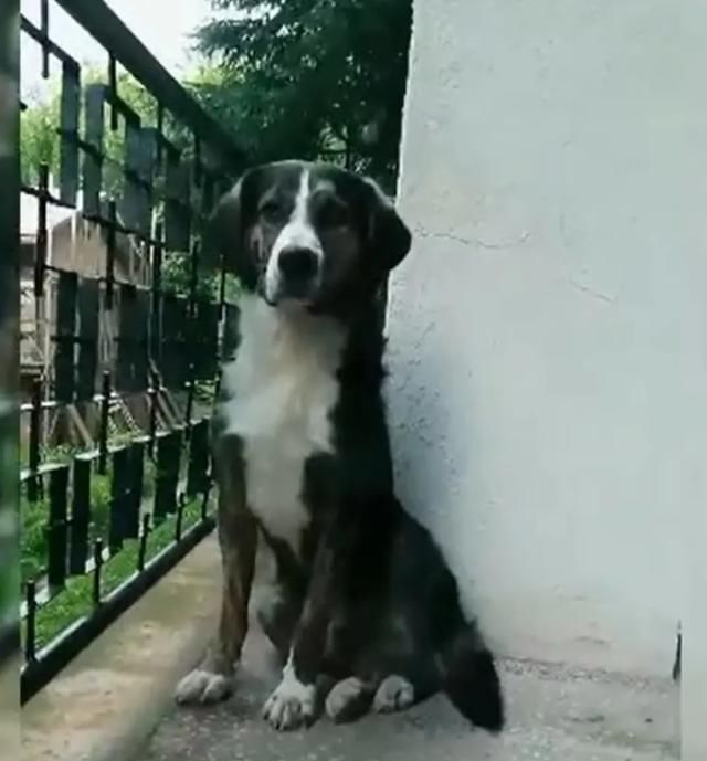  山区|越野选手山区不慎跌断骨，流浪狗一个举动救了他一命