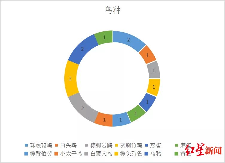  省级行政区|关注鸟撞玻璃现象！两个成都人做了份报告，盼悲剧少发生