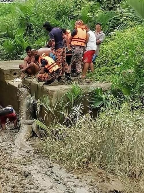  杀害|当场拖下水生吞！4.7米巨鳄杀害14岁少年，肚子遭剖存有对方残肢