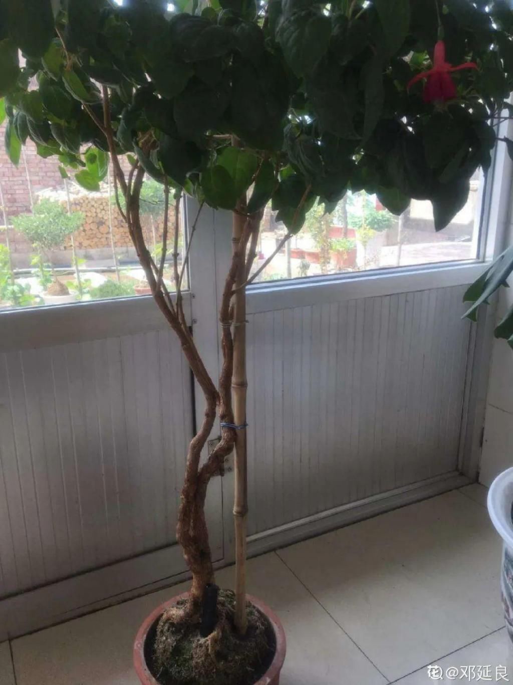 养成|最大的长寿老桩，7年时间，养成盆景！