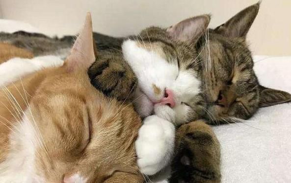 听说|听说跟猫同眠会睡得更香？网友：让你见识一下，什么是半夜蹦床迪