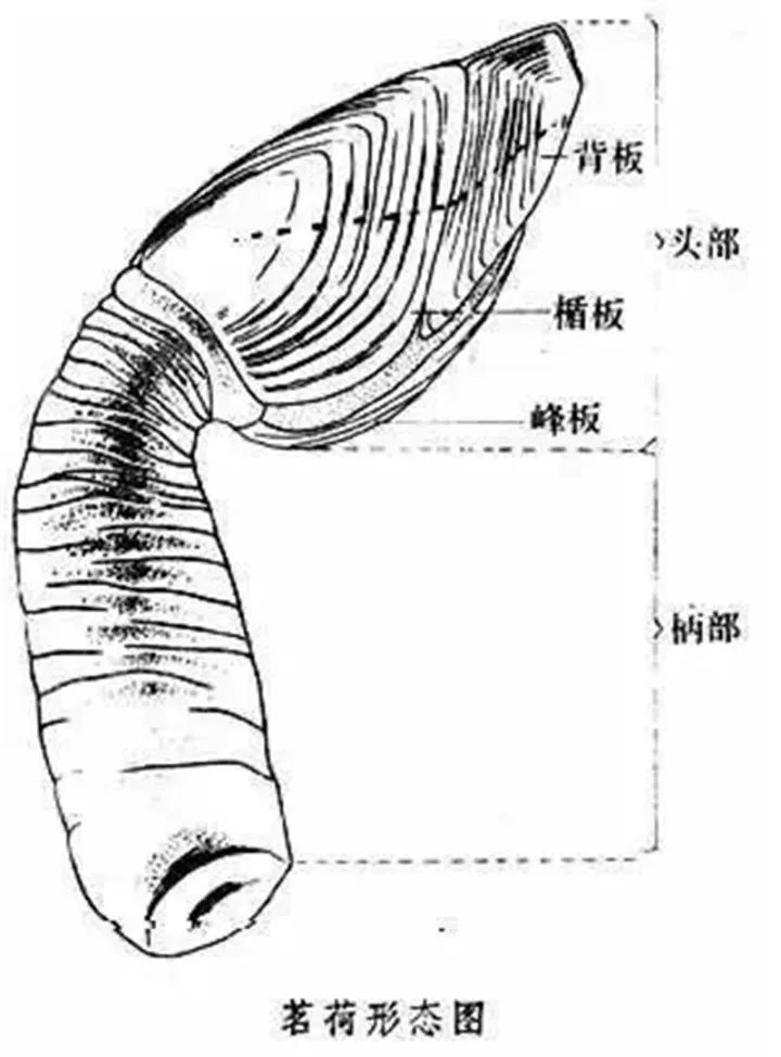 梭子蟹|浙江男子买的螃蟹内惊现粉色“虫子”！竟能卖4000元一斤？