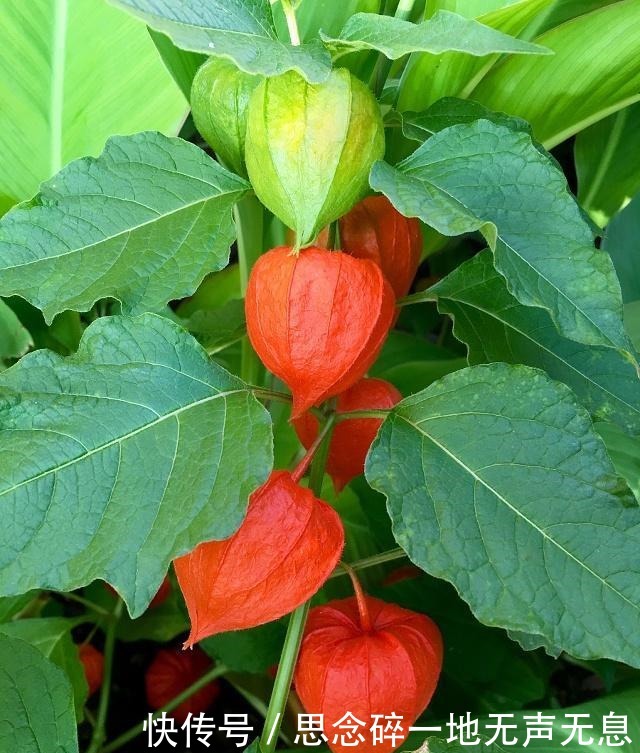 植物|农村这种野果长得像冰粉果,明明美味,但有人竟只摘来玩而不敢吃