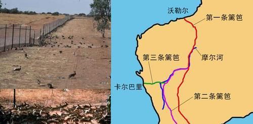  兔史|澳洲除兔史：还原野兔的发展过程，及控制“兔灾”的手段