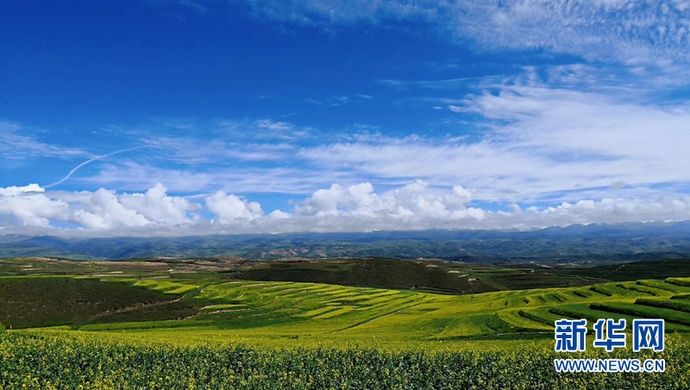  梯田|【视频】快去打卡！西宁绝美梯田花海