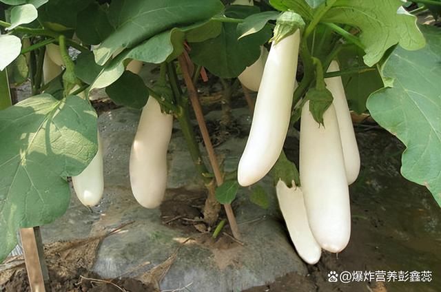 紫色茄子和绿色茄子哪个更有营养(常吃紫色茄子的人，对人体有多种好处，但2个食用禁忌要避免)