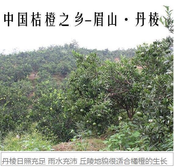 爆汁|日销10W箱的超爽“爆汁橙”，甜而多汁，入口即化，全网卖疯了！