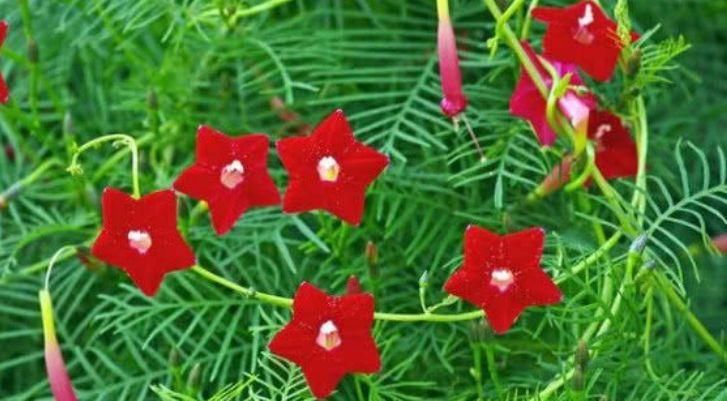  开花|4种花很耐养，沾土就能活，易爆盆，花开不断，还能旺财！