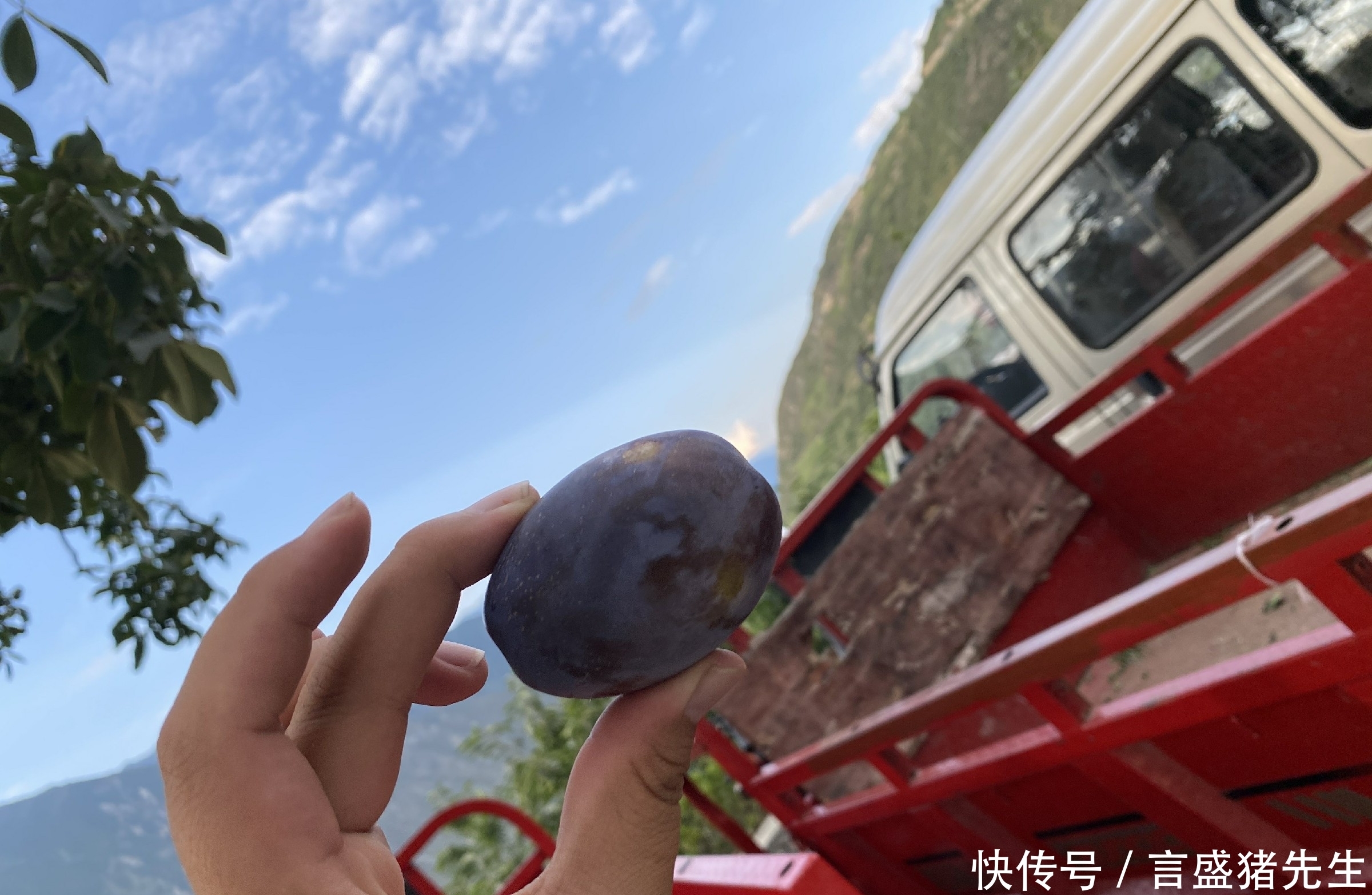 吃起来|买西梅时,挑硬的还是软?很多人不懂,果农:挑错等于白花钱