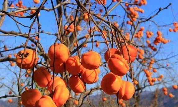 大规模|柿子大规模脱落，只因树上生白蚧，农村4条防治技术轻松搞定！