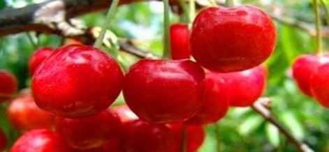  食物|女性要排毒，离不开的食物，排毒美容，清理肠胃，延缓衰老