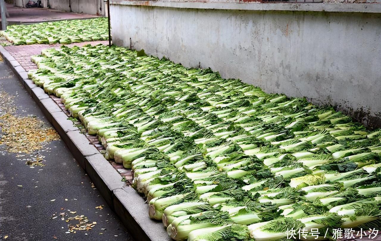 南方人|东北大娘囤300斤大白菜,南方人却喜欢囤这些!