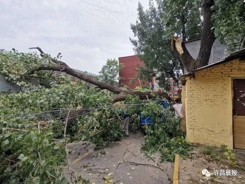  断落|祸从天降！直径30厘米的枝干突然断落，她奋力推开两名幼童