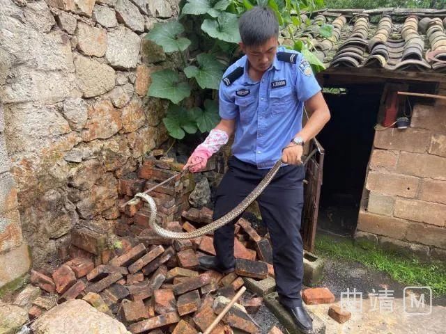  村民|吓出冷汗！罗平一村民打盹的功夫，家里闯进1.5米大蛇...