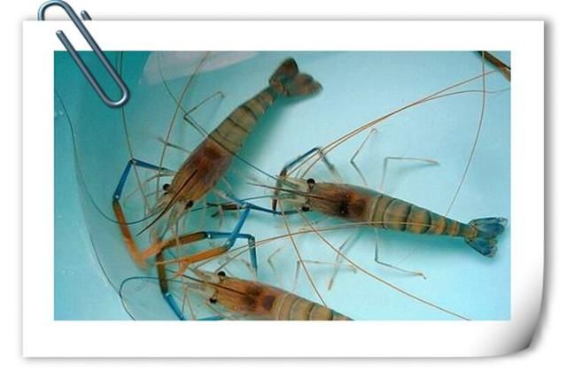 兔子|目前在农村搞养殖,养什么销路好、能赚钱?推荐一些供参考