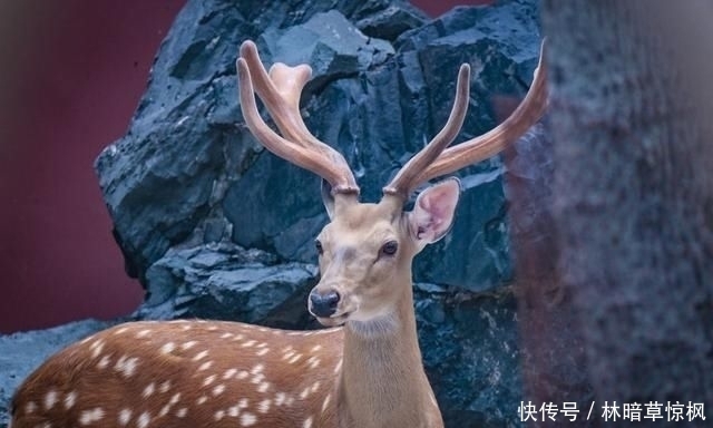 进来|关于鹿的饲养管理与技术，你了解多少，不妨进来看看