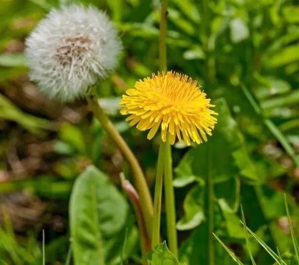 操作|花园雨水管：我有1000种摆脱土味的骚操作！