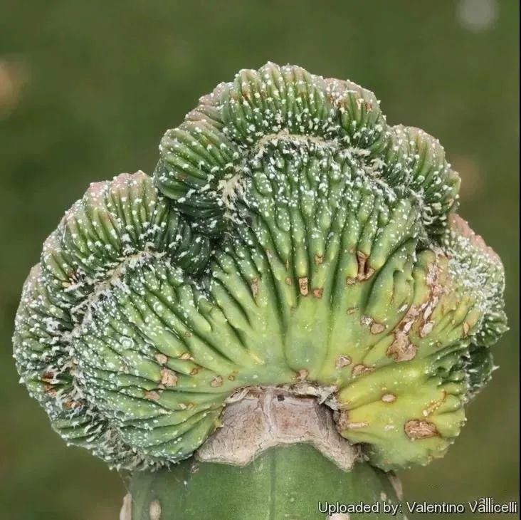  人养|每个人养肉人都应该学会鉴赏“兜”