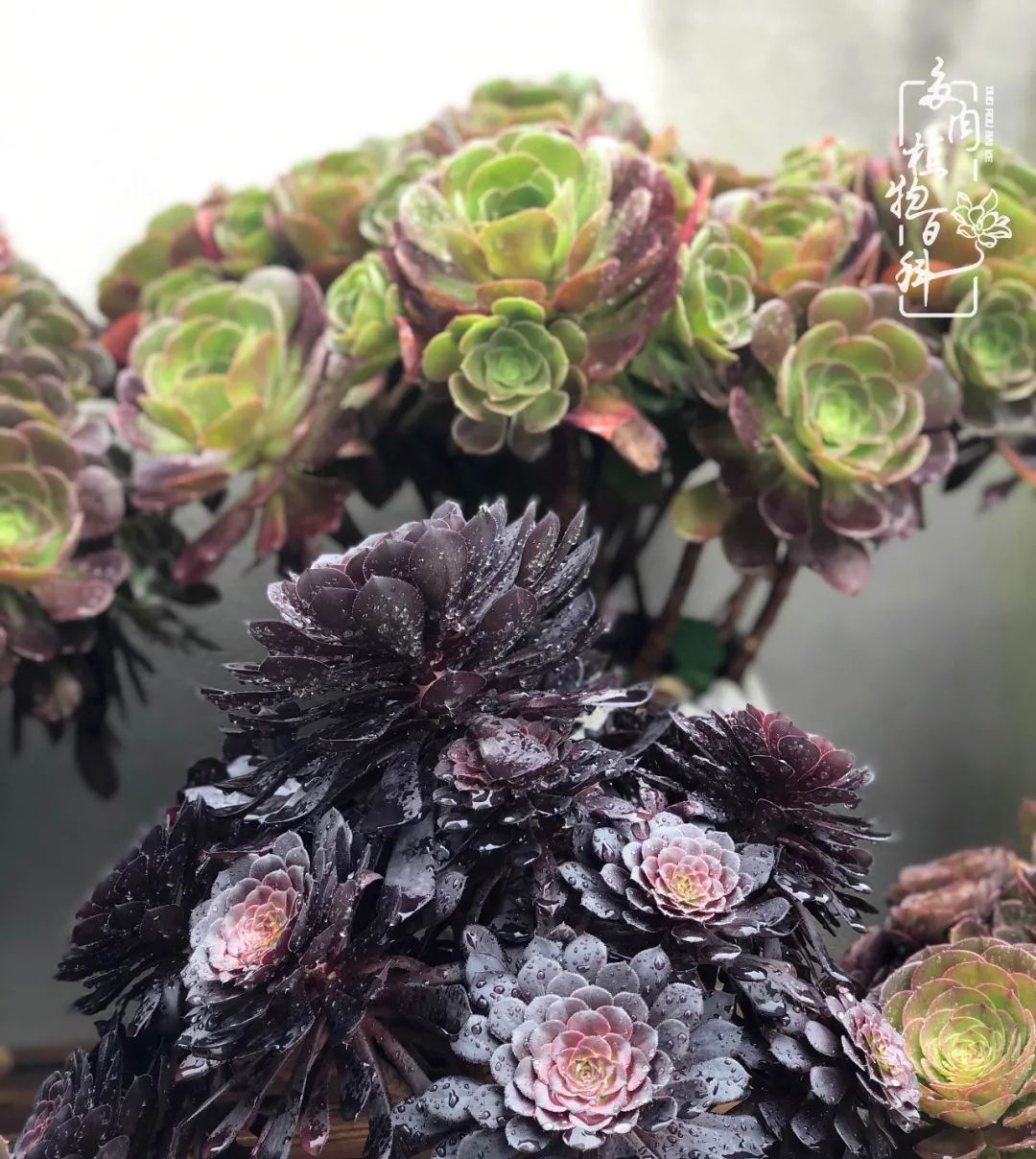  遇上|遇上多肉，遇上美好，情不知所起，一往而深！